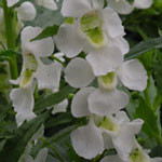 Angelonia Archangel White