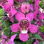 Angelonia Serenita Raspberry