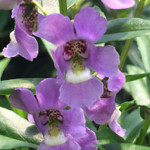 Angelonia Serenita Blue Sky