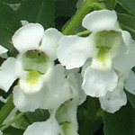 Angelonia Serenita White