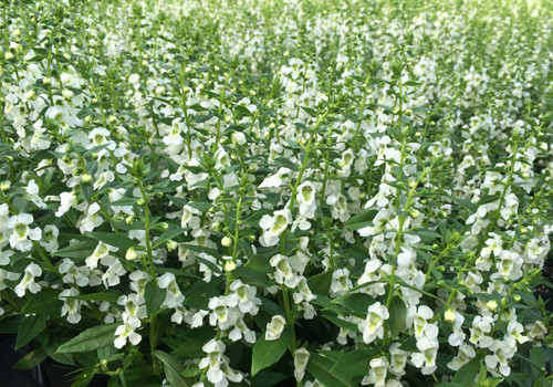 Serenita White