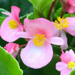 Begonia BabyWing Pink