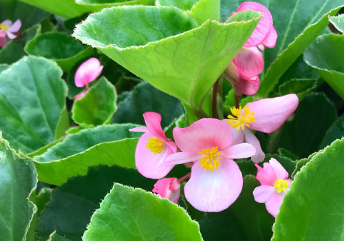 BabyWing Pink