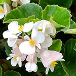 BabyWing White