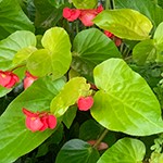 Begonia Canary Wings