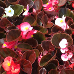 Begonia Cocktail Mix