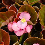 Begonia Cocktail Gin
