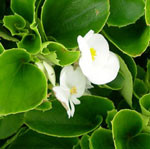 Begonia Super Olympia White
