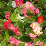 Begonia Super Olympia Mix