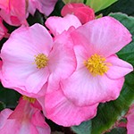 Begonia Top Hat Pink