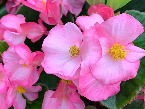 Top Hat Pink