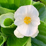 Begonia Top Hat White