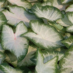 Caladium Aaron