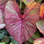 Caladium Autumn Beauty