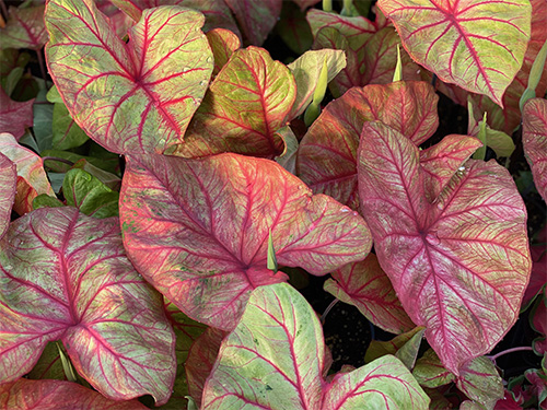 Autumn Beauty