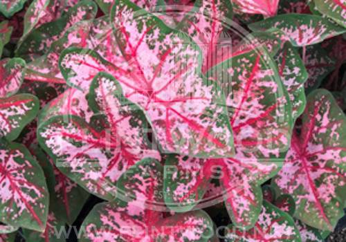 Carolyn Whorton