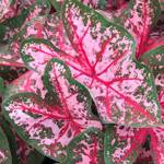 Caladium Carolyn Whorton