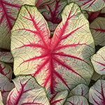 Caladium Fiesta