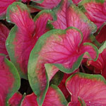 Caladium Florida Sweetheart