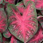 Caladium Red Flash