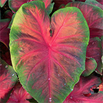 Caladium Royal Flush