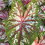 Caladium Tapestry