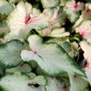 Caladium White Wing
