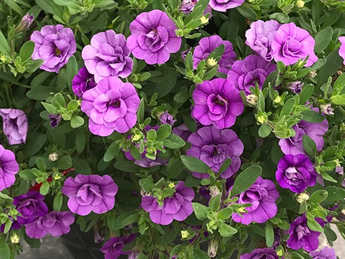 MiniFamous Neo Double Amethyst