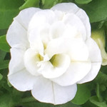Calibrachoa MiniFamous Neo Double White
