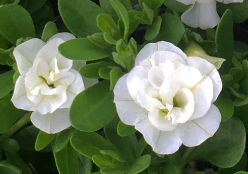 MiniFamous Neo Double White