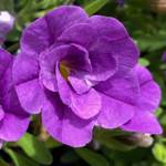 Calibrachoa MiniFamous Neo Double Amethyst