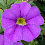 Calibrachoa MiniFamous Neo Light Blue