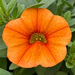 Superbells Dreamsicle