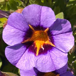 Superbells Evening Star
