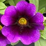 Superbells Grape Punch