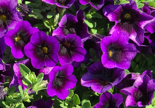 Superbells Grape Punch