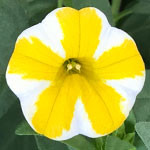 Superbells Lemon Slice