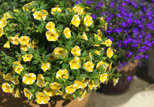 Superbells Lemon Slice