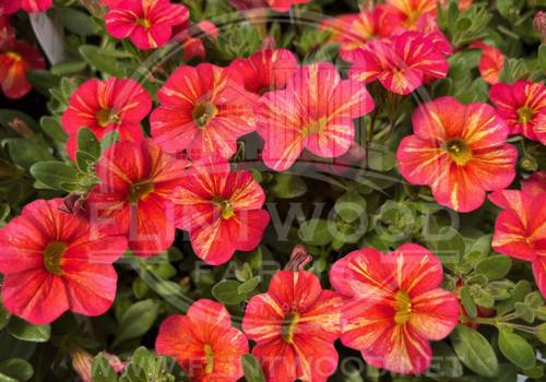 Superbells Tropical Sunrise