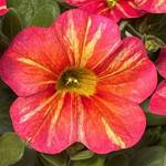 Superbells Tropical Sunrise
