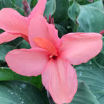 Canna Cannova Mango