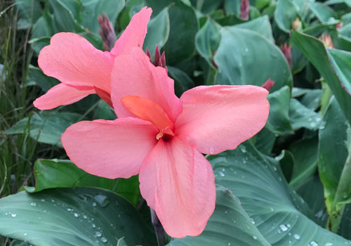 Canna Cannova Mango