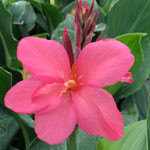 Canna Cannova Rose