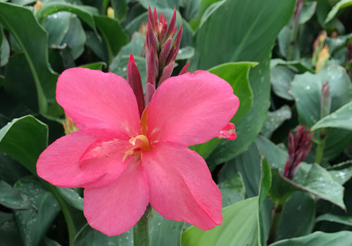 Canna Cannova Rose