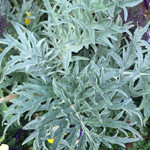 Cardoon