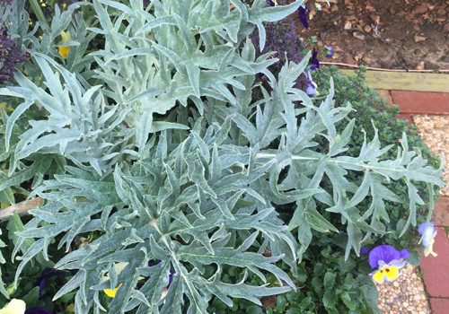 Cardoon
