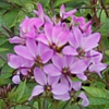 Senorita Rosalita