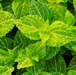 ChargedUp Electric Lime