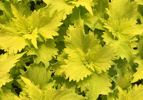 Volcanica Wasabi