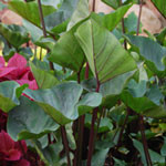 Colocasia - Tea Cup